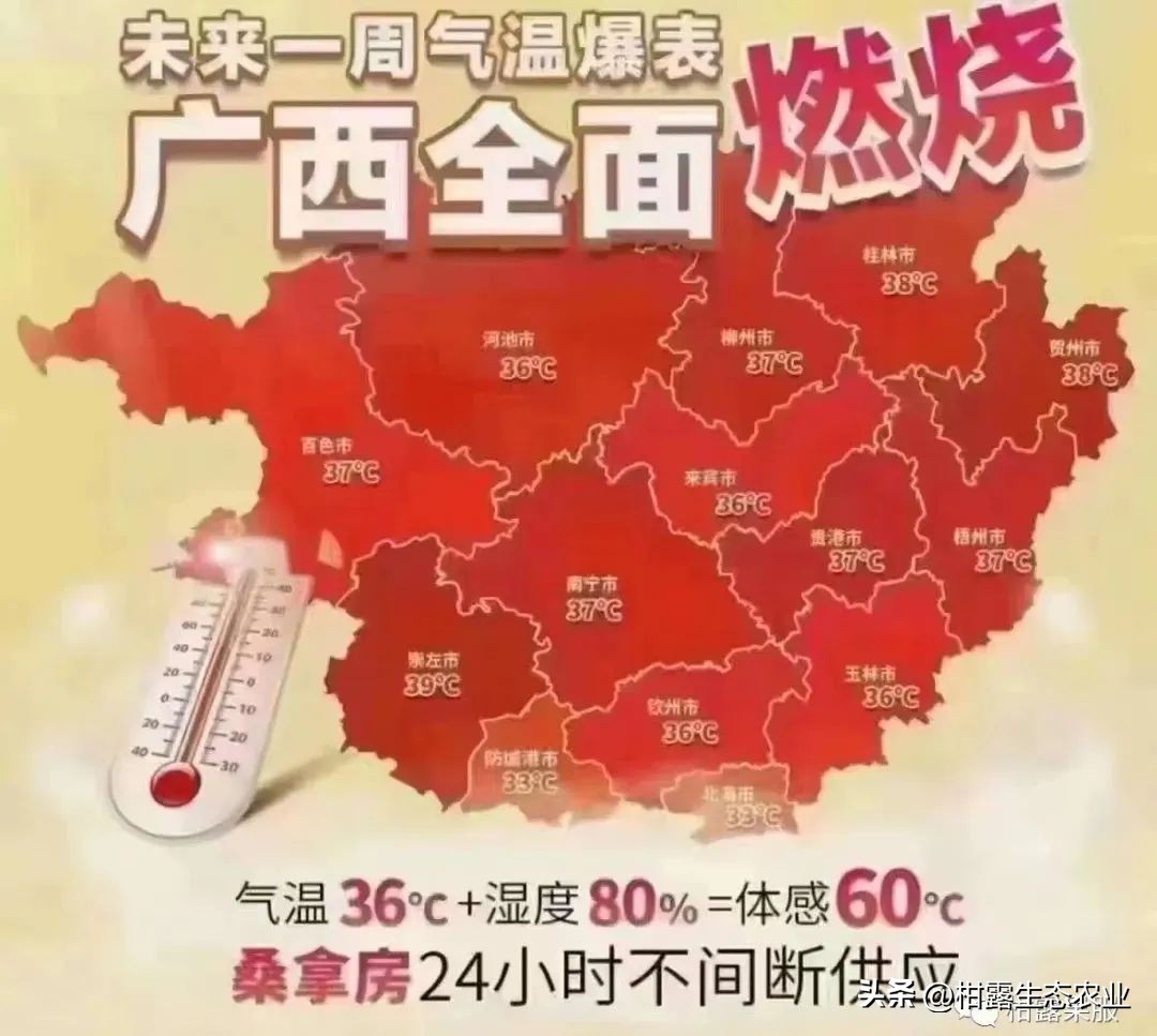 沃柑砂糖橘清香橘,沃柑果防晒