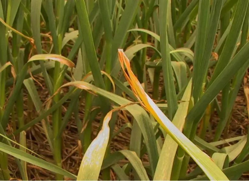 蒜苗叶片发黄，都是这5个问题引起的，用这些方案可轻松防治