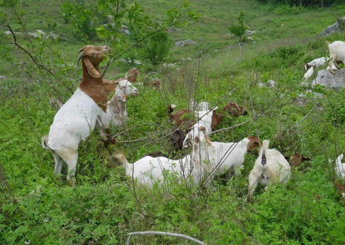 农村散养什么羊赚钱多,散养牛羊的最佳方法