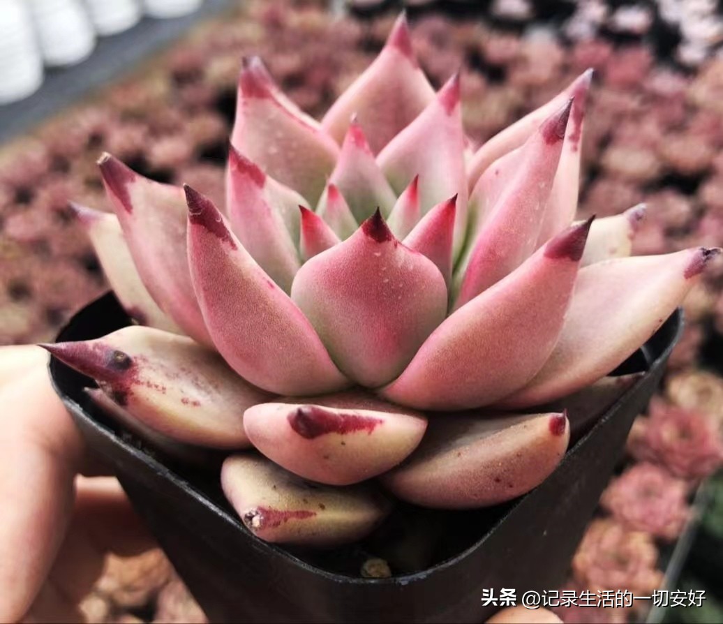 十二星座相对应的多肉,12星座守护多肉