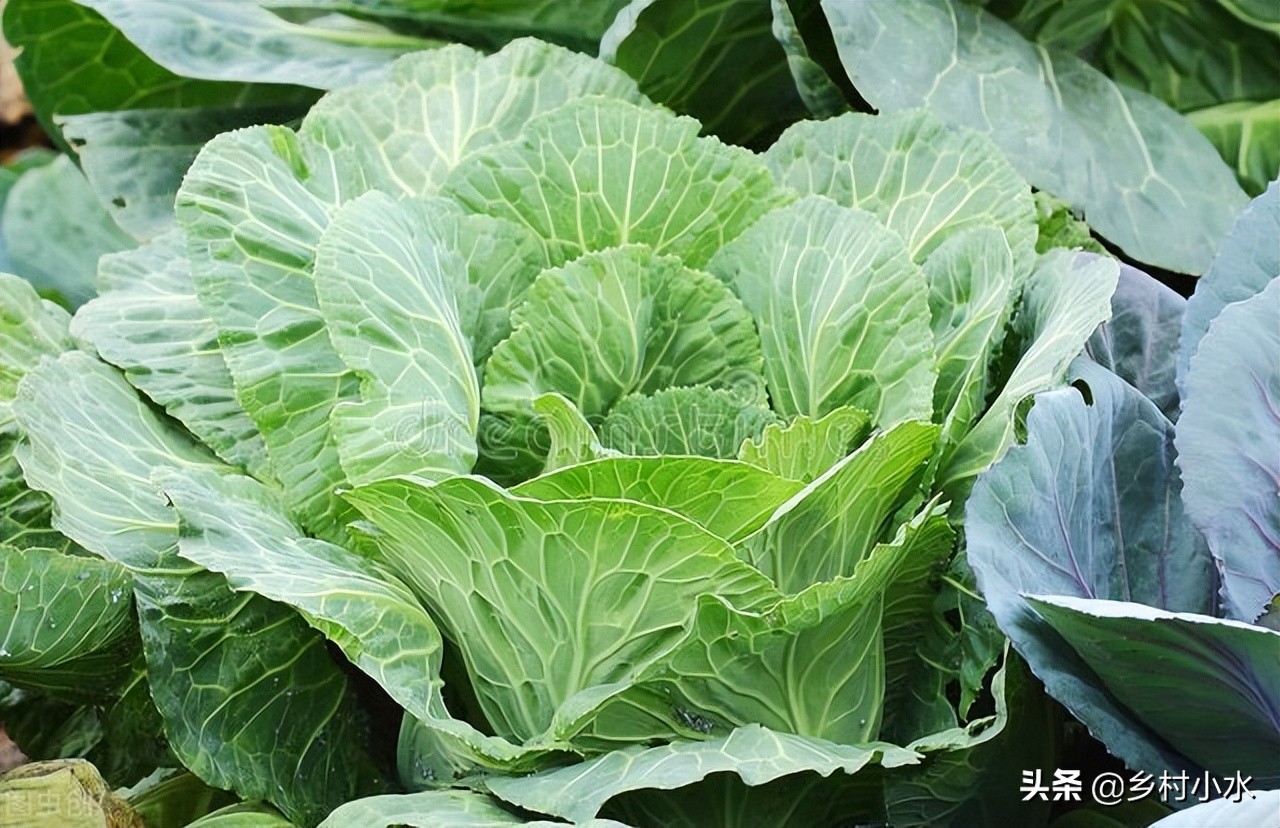 蚜虫的特点及防治方法有哪些,蚜虫用什么无毒害的治蚜虫最好