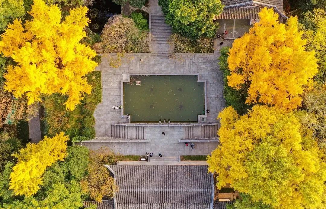 南京的法国梧桐秋天图片,南京法国梧桐秋天