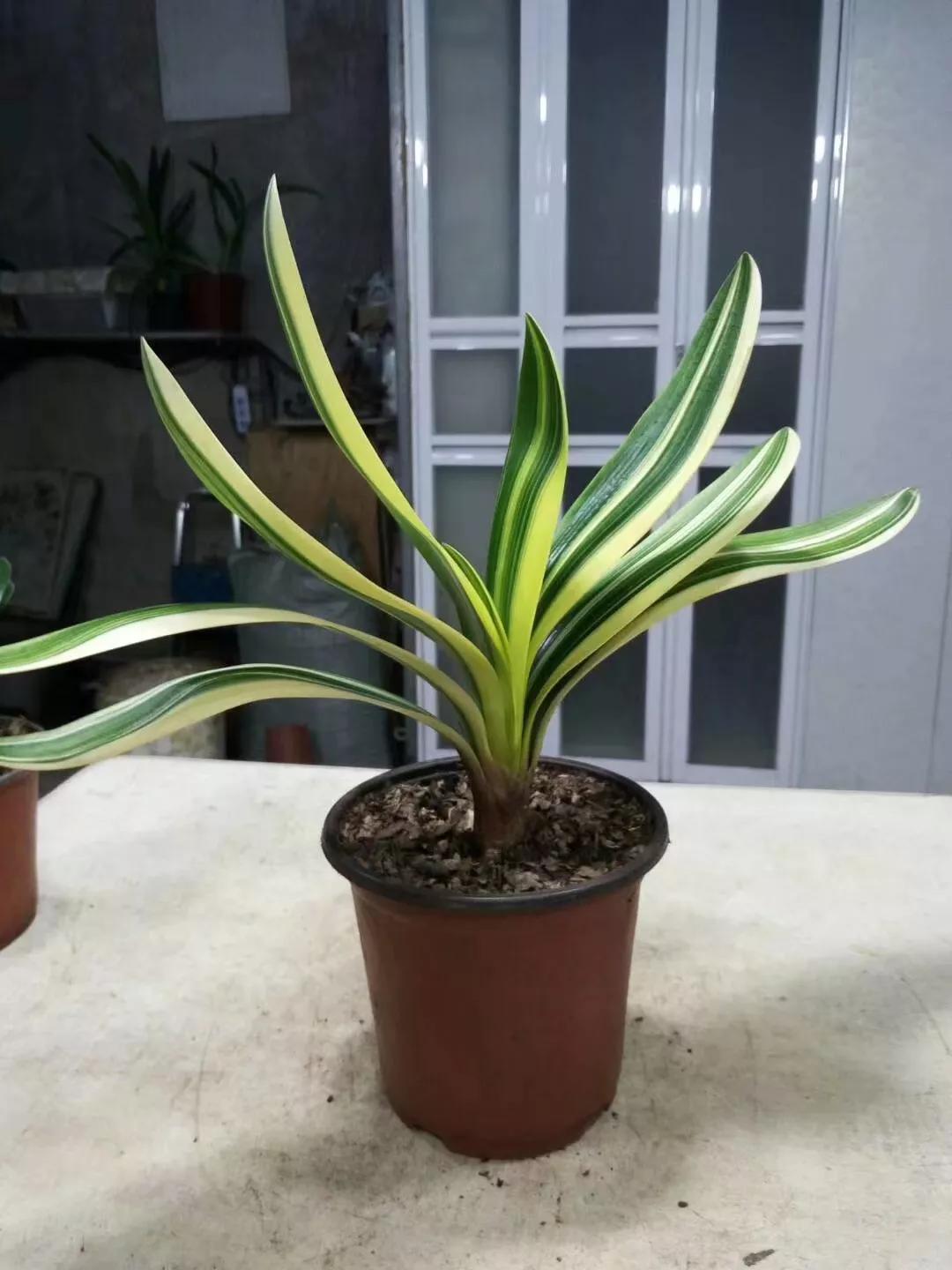 关于君子兰养护的小技巧和方法,养护君子兰牢记5个字