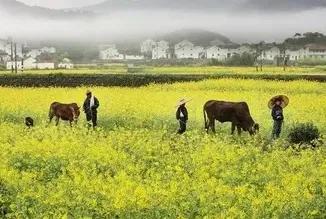 守好自己的一亩田,农村闲散土地种什么可赚钱