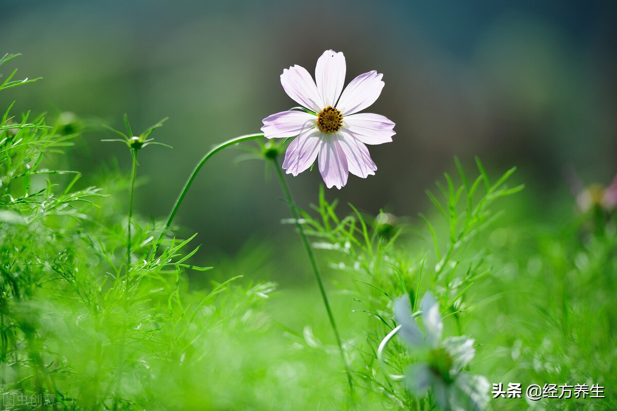 肝息肉自己消失了,内膜息肉会消失吗