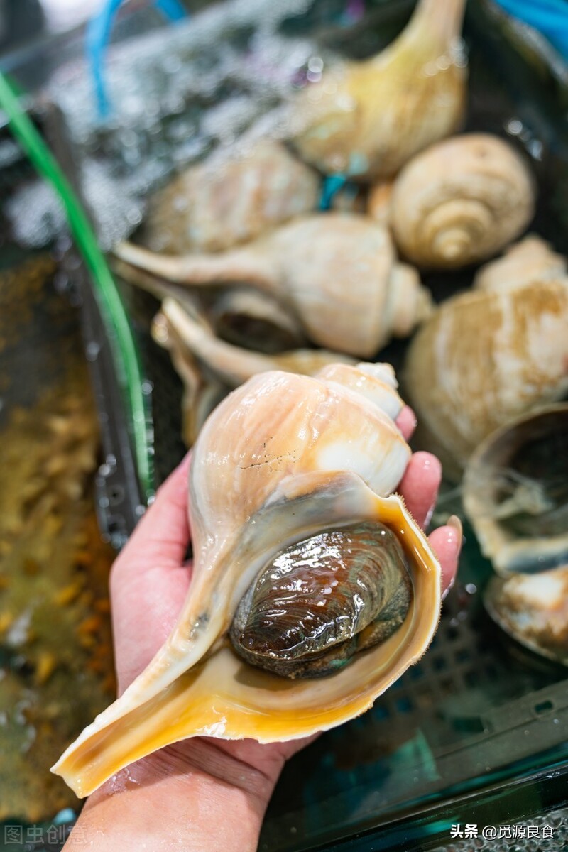 海螺的尾部能吃吗是黄还是屎,海螺的尾部是什么到底能不能吃