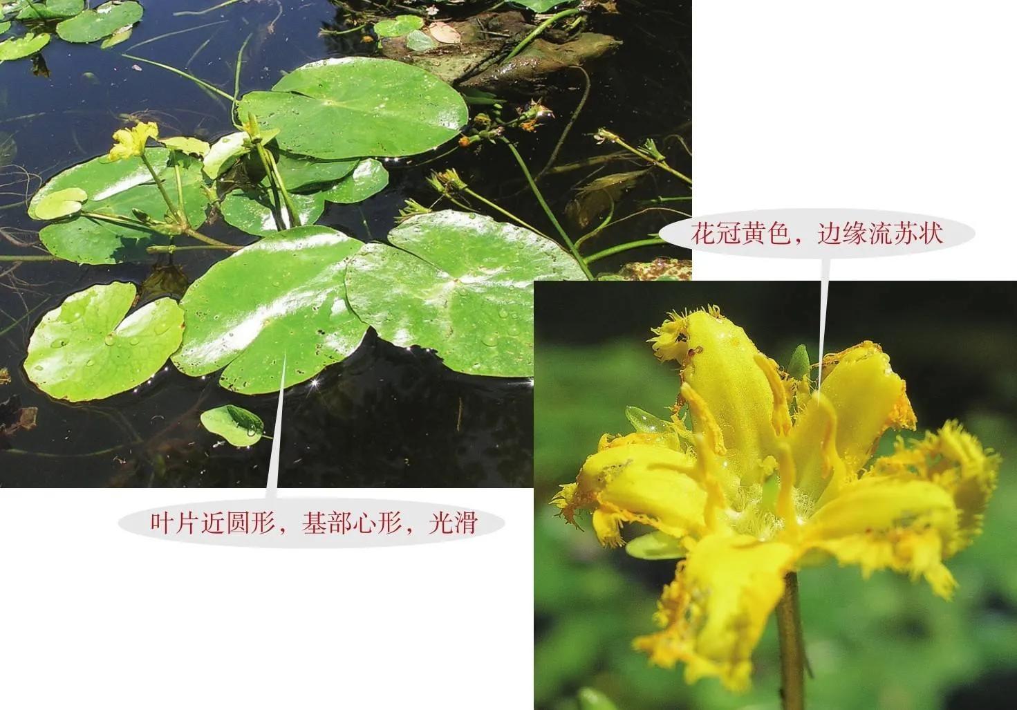 野外生存植物知识大全,野外生存技巧吃野菜野鱼