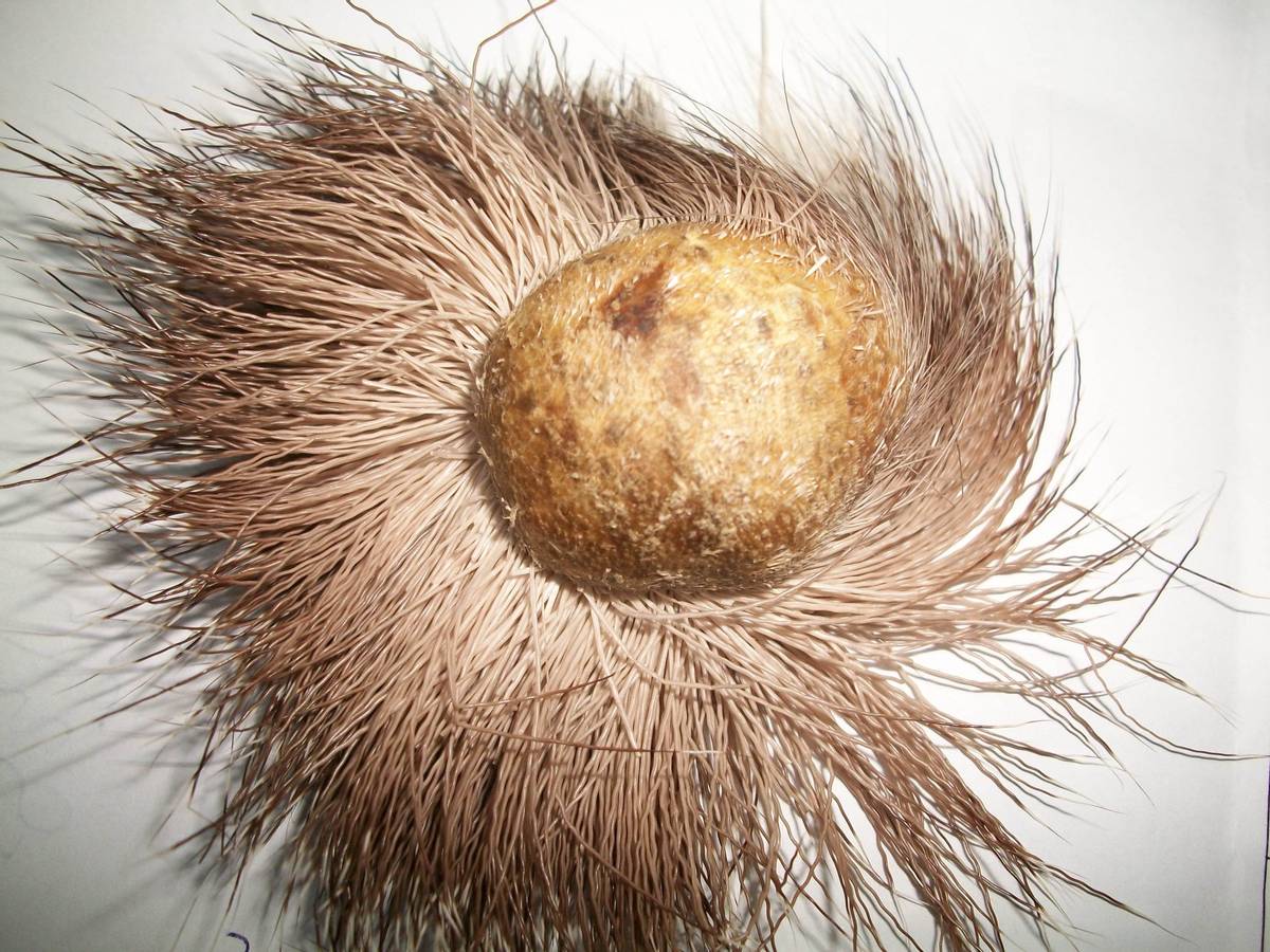 香水原料有粪便,香水是不是用动物粪便做成的