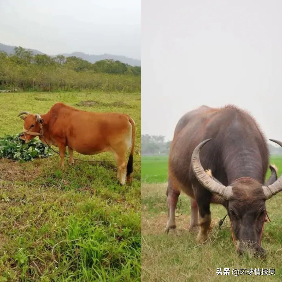 猫为什么没有入选十二生肖,越南为什么把兔年叫猫年