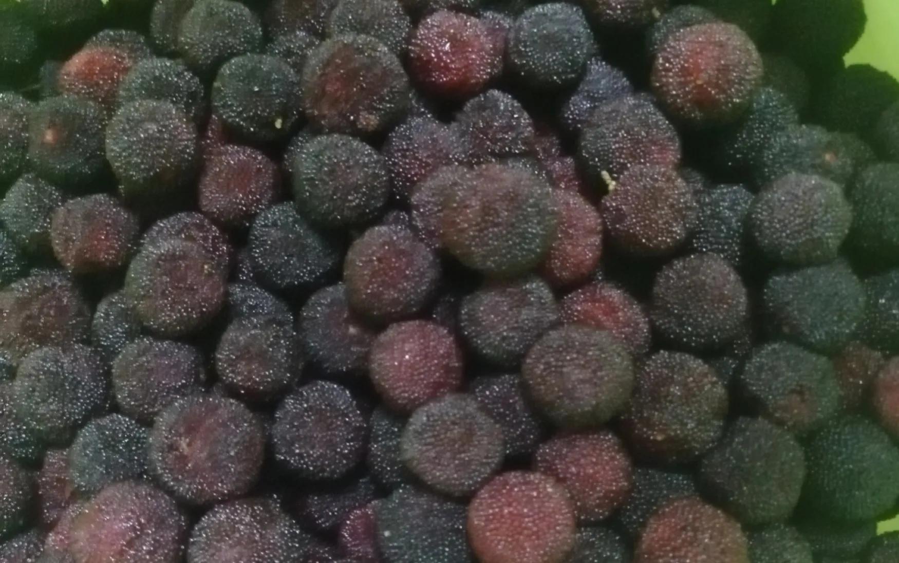 自制杨梅酒中毒事件,自制杨梅酒