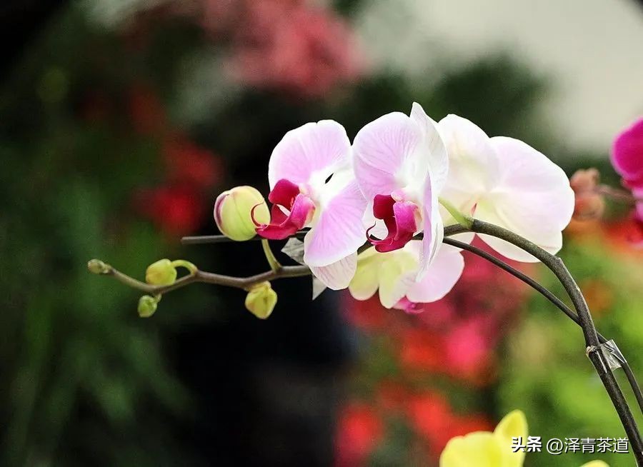 写春天的著名唐诗宋词加赏析,100首关于春天的唐诗宋词