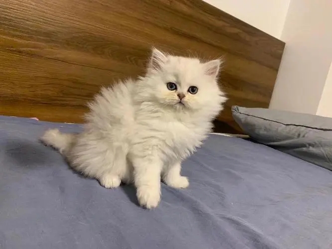 怎么判断金吉拉纯不纯,买金吉拉要到什么地方