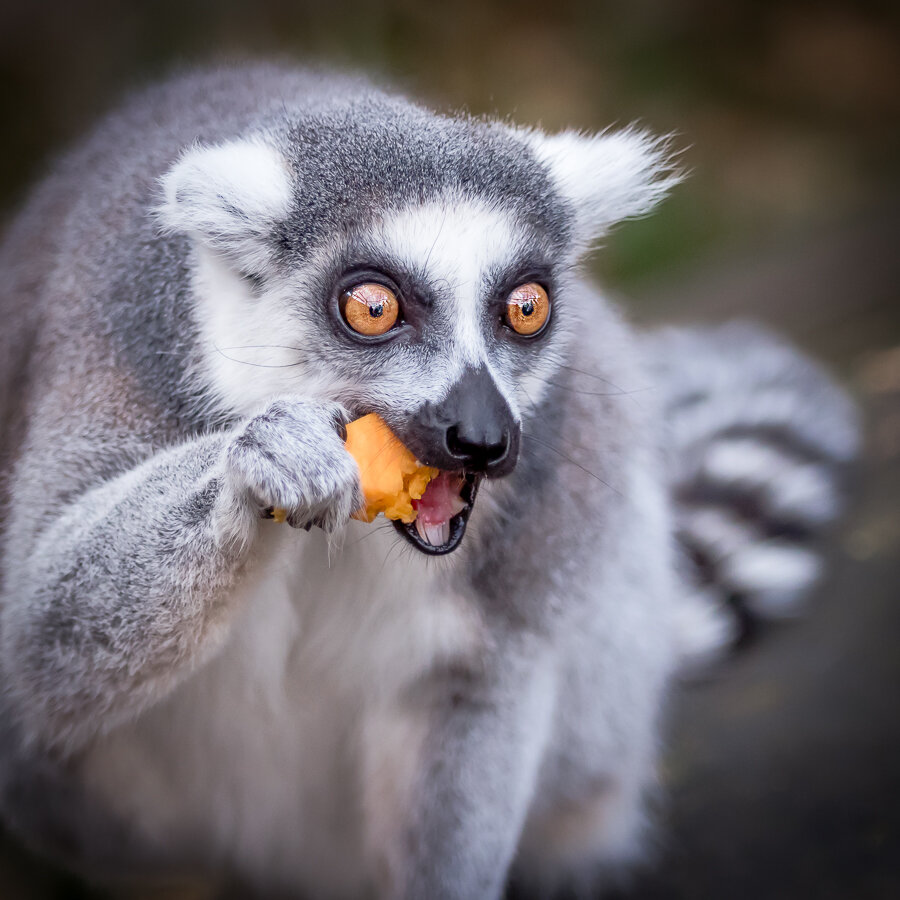一组耐人寻味的动物图片引人深思,让人很惊艳的动物照片