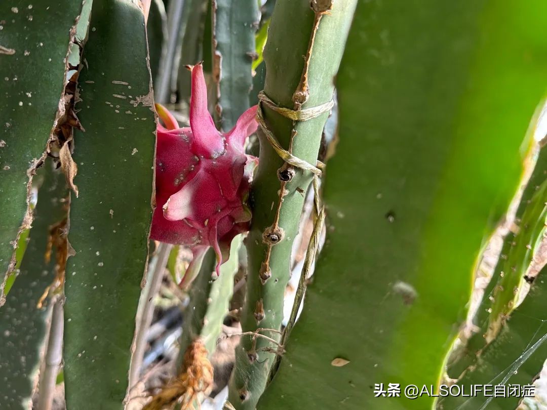 一个特需家庭的融合农场实验