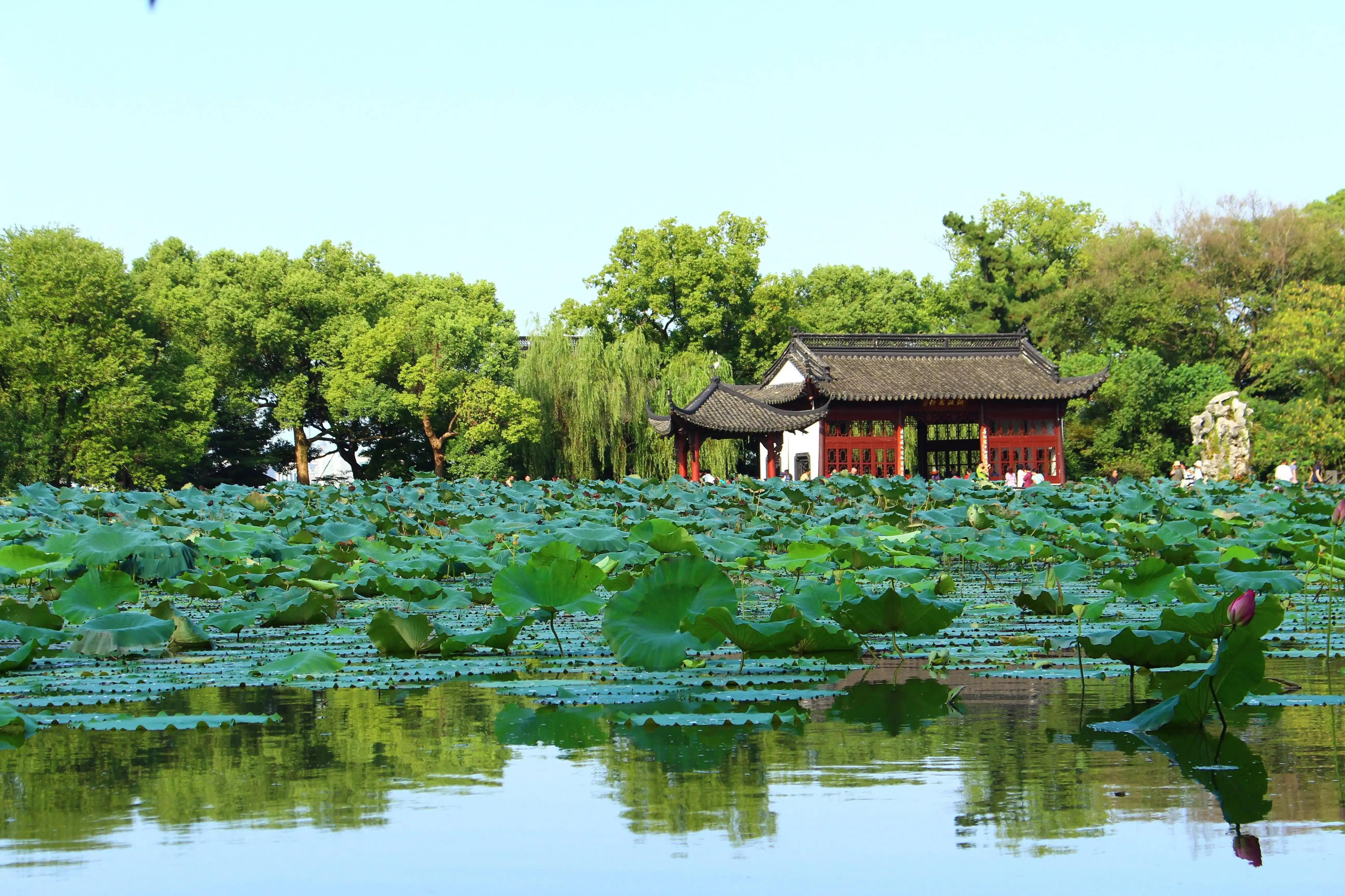 西湖的荷花最美的在什么地方,西湖荷花大赏介绍