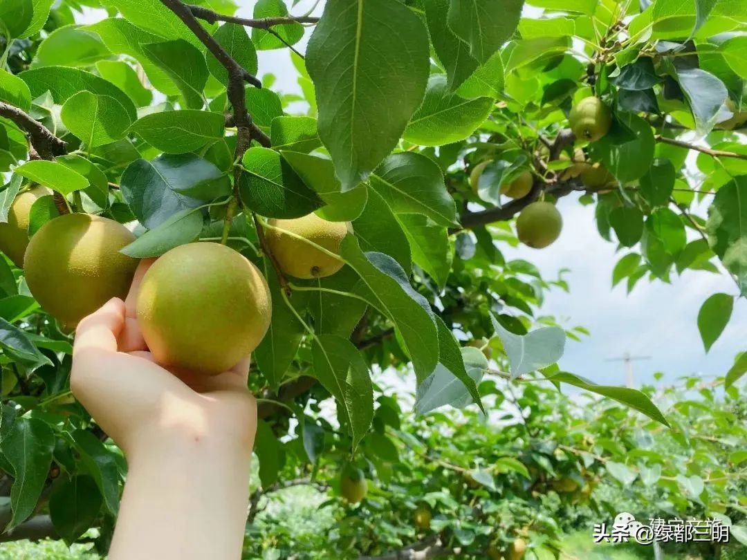 缤纷水果季即将开始！来建宁释放夏日多巴胺