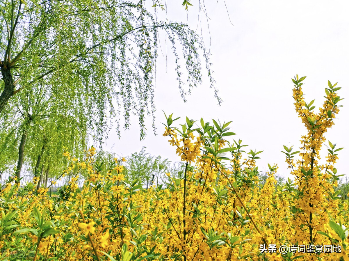 梅花垂柳竞*光春**,晏几道2首写早春景色的词,哪一首更美呢?