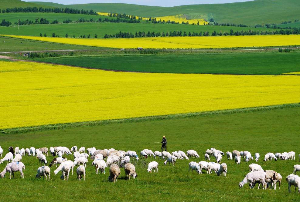 真纯牛奶和假纯牛奶编号,纯牛奶底部的数字代表什么