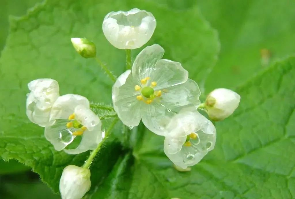 山荷叶·开在山间的魔法精灵，滴落的雨水能让她变得水晶般透明