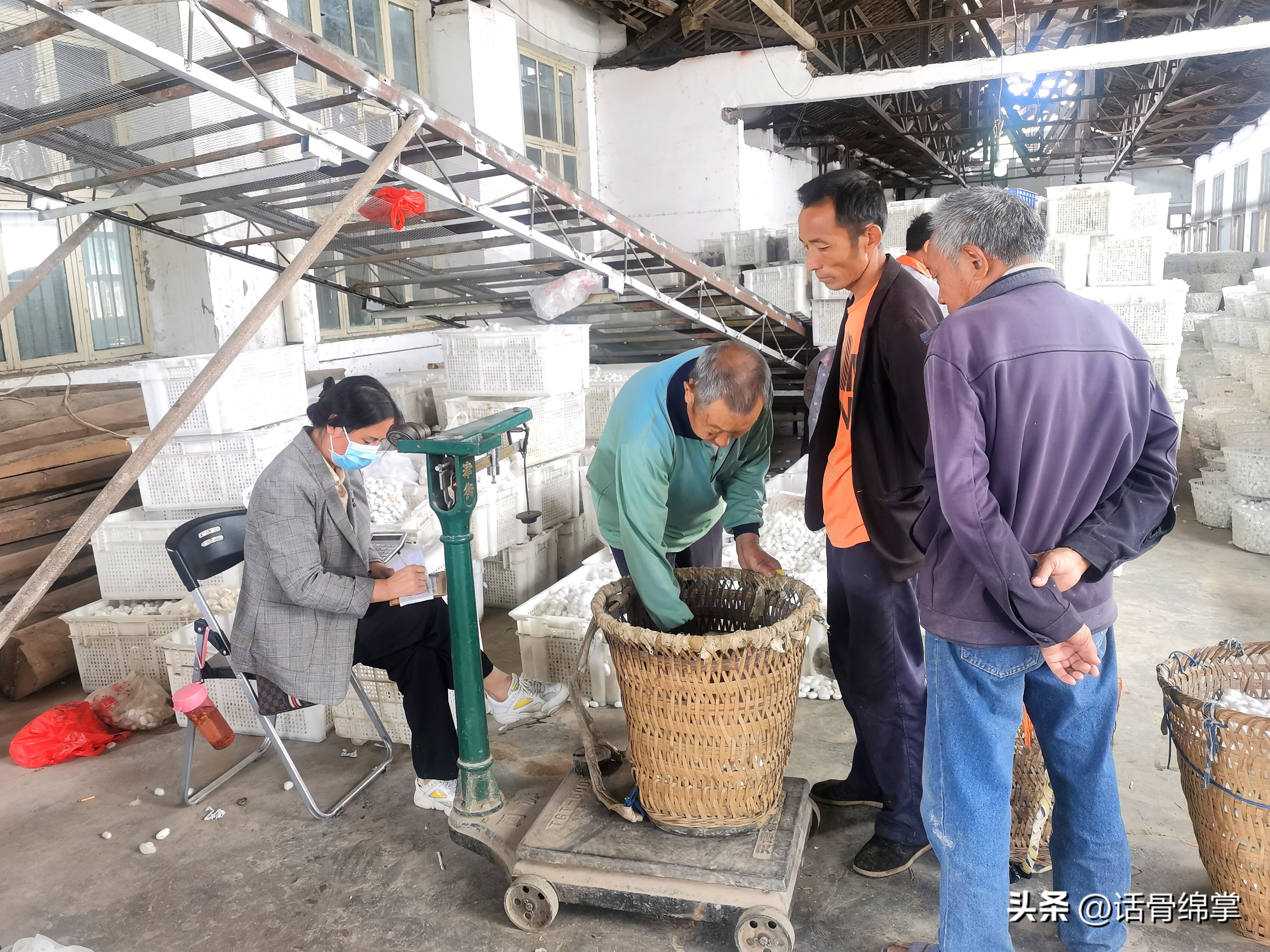 小春蚕结出“致富茧”蚕农增收有“丝”路