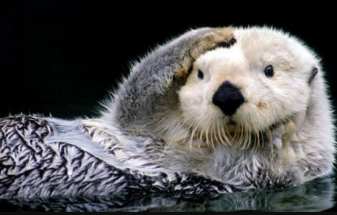 交配明明是为了繁衍后代,为什么雄性海獭,要将雌性折磨致死?