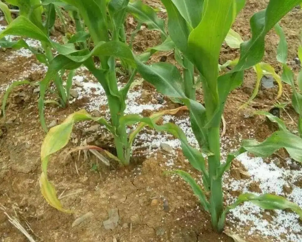 瘦牛催肥最快方法尿素能喂牛吗,喂牛的尿素是肥料的尿素吗