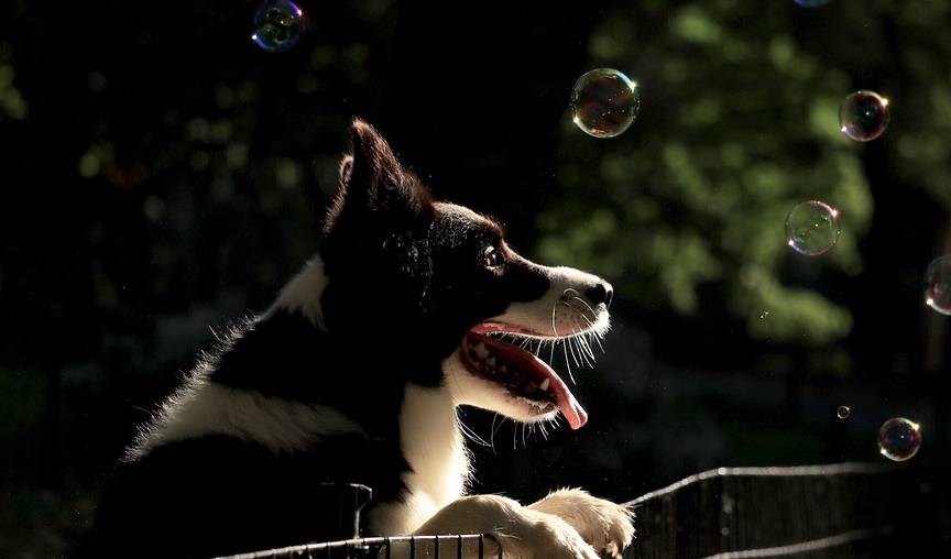 如何预防边牧生病,如何让边牧乖巧听话