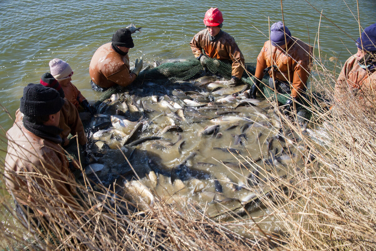 鸡粪养鱼的效益,4亩的鱼塘鸡粪养鱼的正确方法