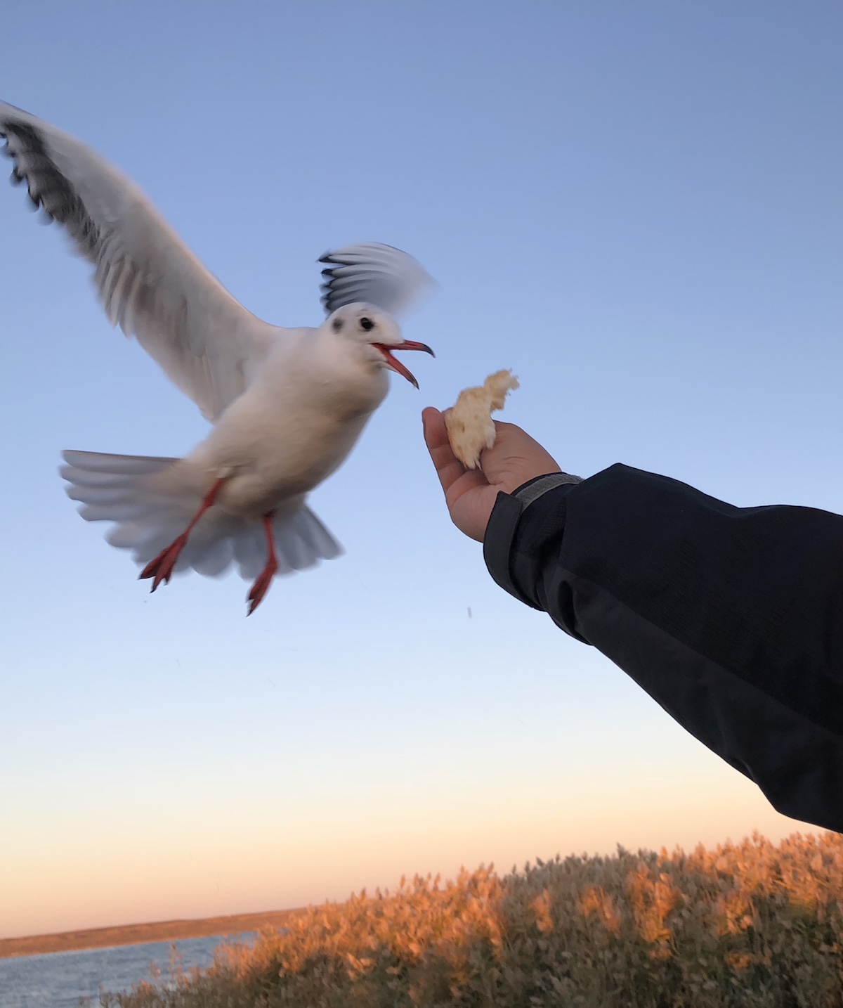 北京自驾额济纳胡杨林十天攻略,从北京到额济纳胡杨林线路