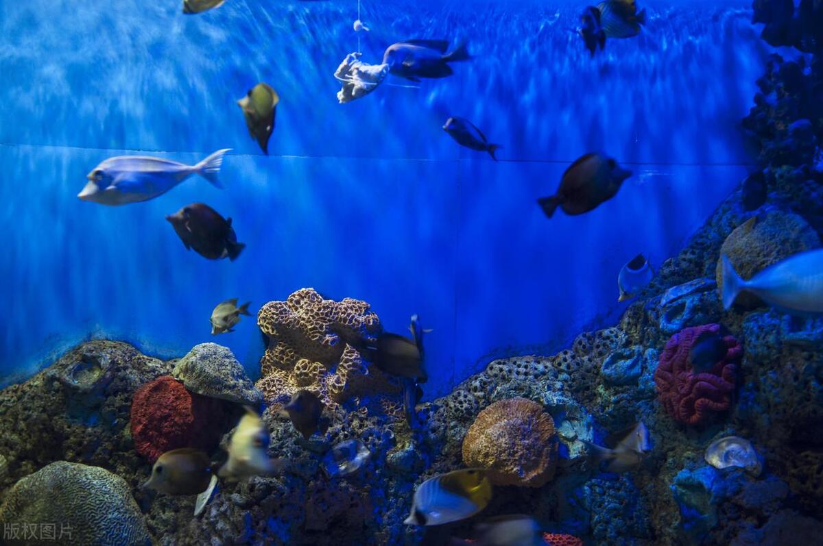 哪种水族箱比较好,水族箱种类及优缺点