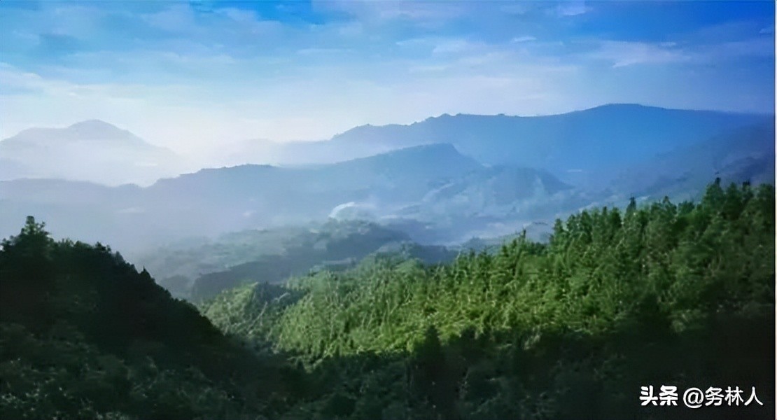 国有重点林区林业改革,国有林区改革最新消息