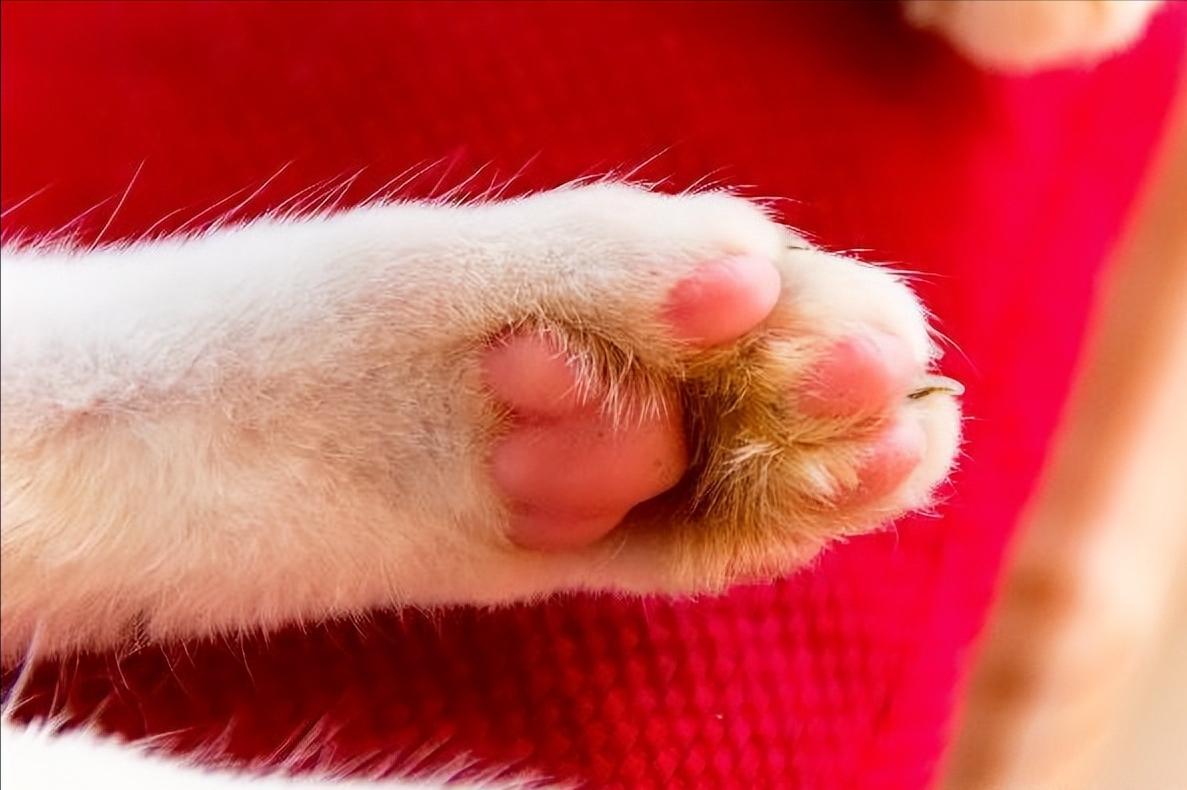 制止猫咬人的有效方法,猫闹春怎么快速制止