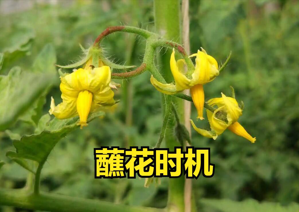 人工授粉坏处,人工授粉后的禁忌