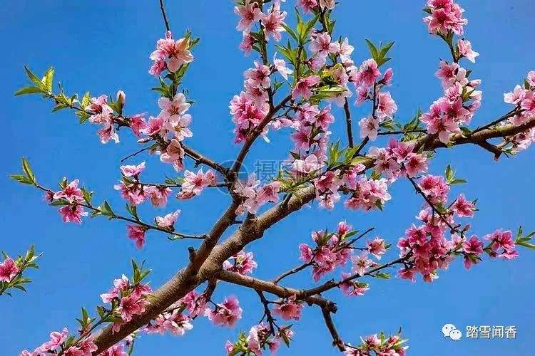 赞美梨花的诗句古诗大全,关于梨花的古诗词大全