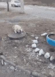 神回复：老鼠贴粘到的，吃了不会犯法吧？网友：自首，争取死缓