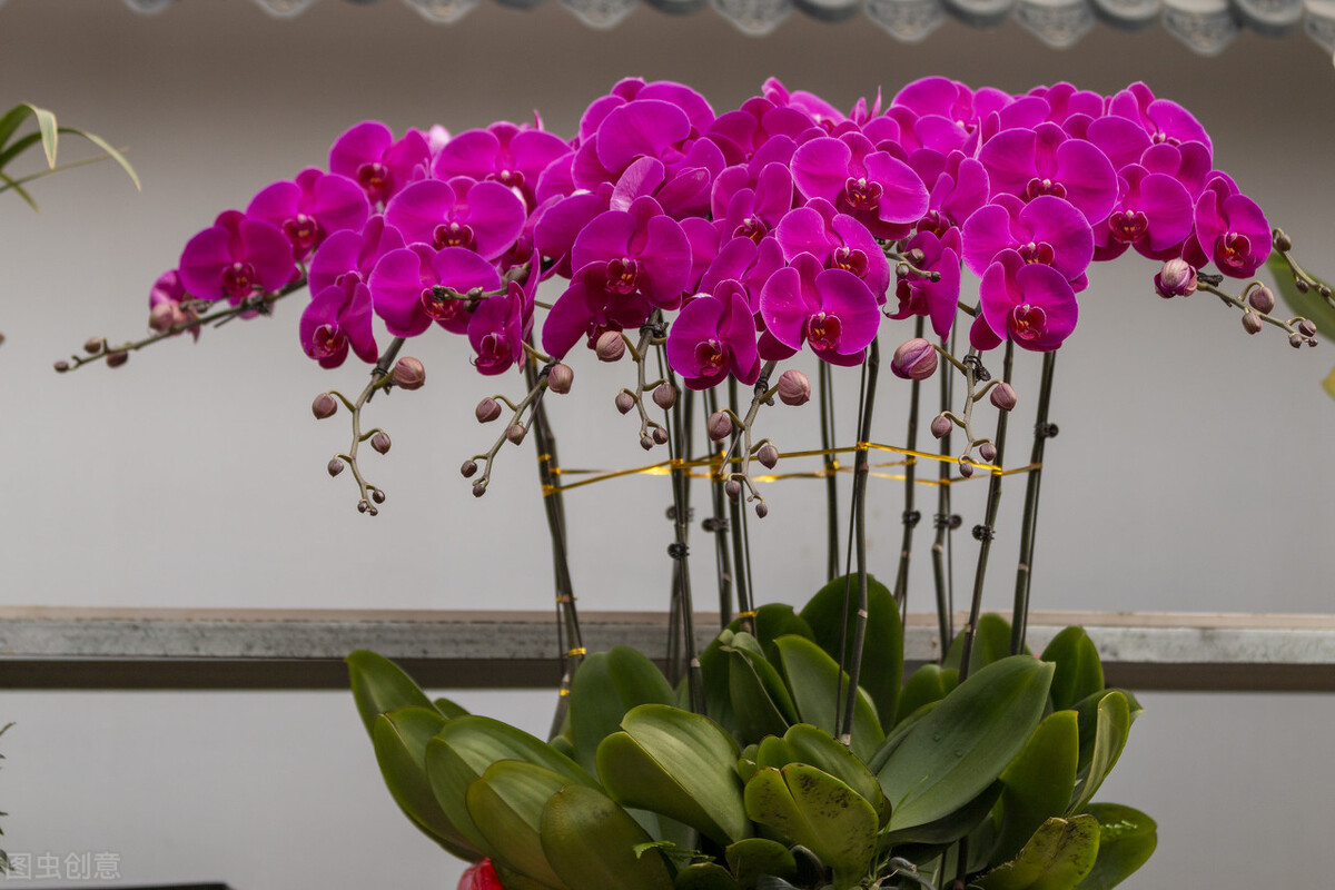 4种花适合新手养漂亮好养,20种坑人的花