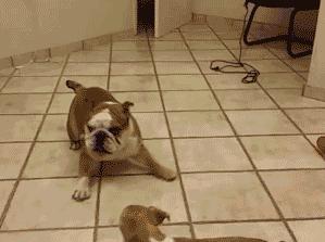 狗狗手术后三种食物不能吃,狗狗绝对不能吃的禁忌水果