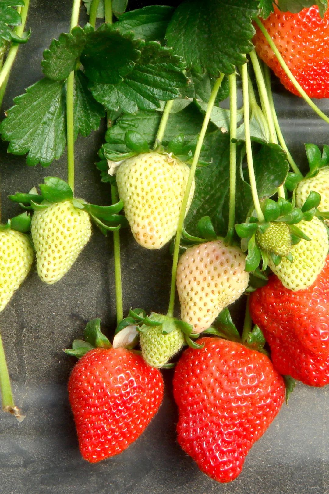 东港草莓,东港草莓市场份额