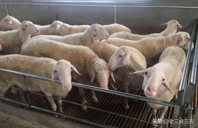 养羊50只第二年能赚多少钱,新手养羊20只一年赚多少钱