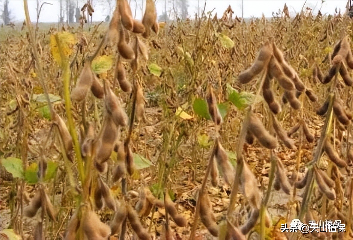 大豆全产业加工研究进展详情,大豆加工什么最有前途