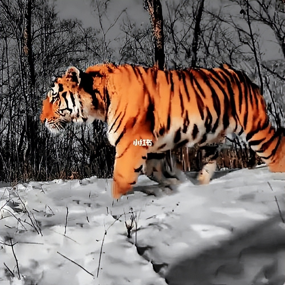 野生东北虎完达山一号始末,近来有完达山一号东北虎消息吗