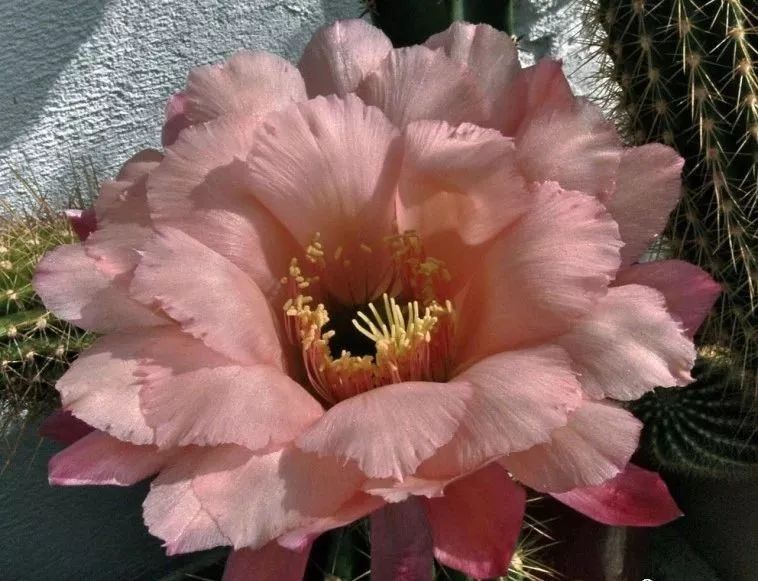 200种·仙人球开花图鉴，大开眼界，美到爆