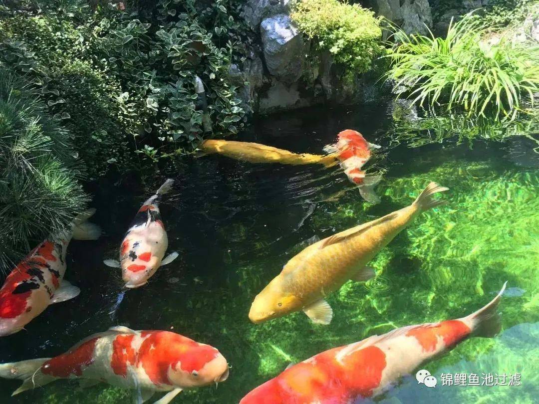 自己养的锦鲤长得慢,缸养锦鲤鱼为什么长得慢