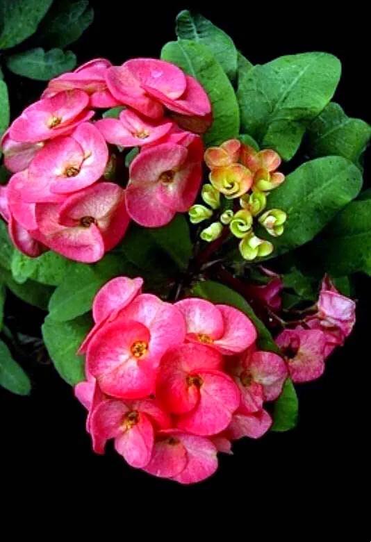 虎刺梅开花像海棠一样红,虎刺红梅花