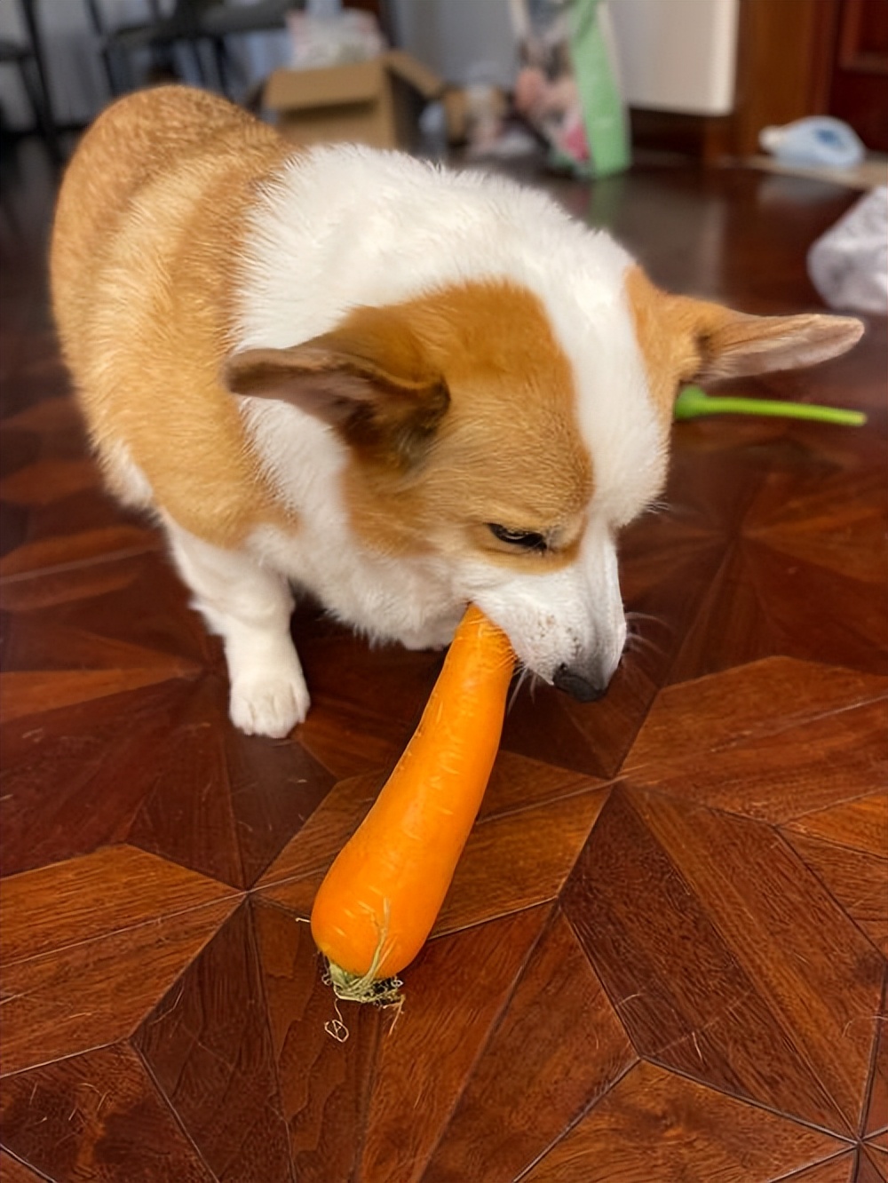 这几种食物对狗狗来说越吃越伤身,狗狗常吃这些食物身体倍儿棒