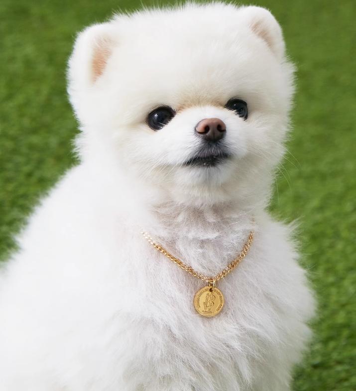 宠物潮流项链,时尚个性潮流狗项链