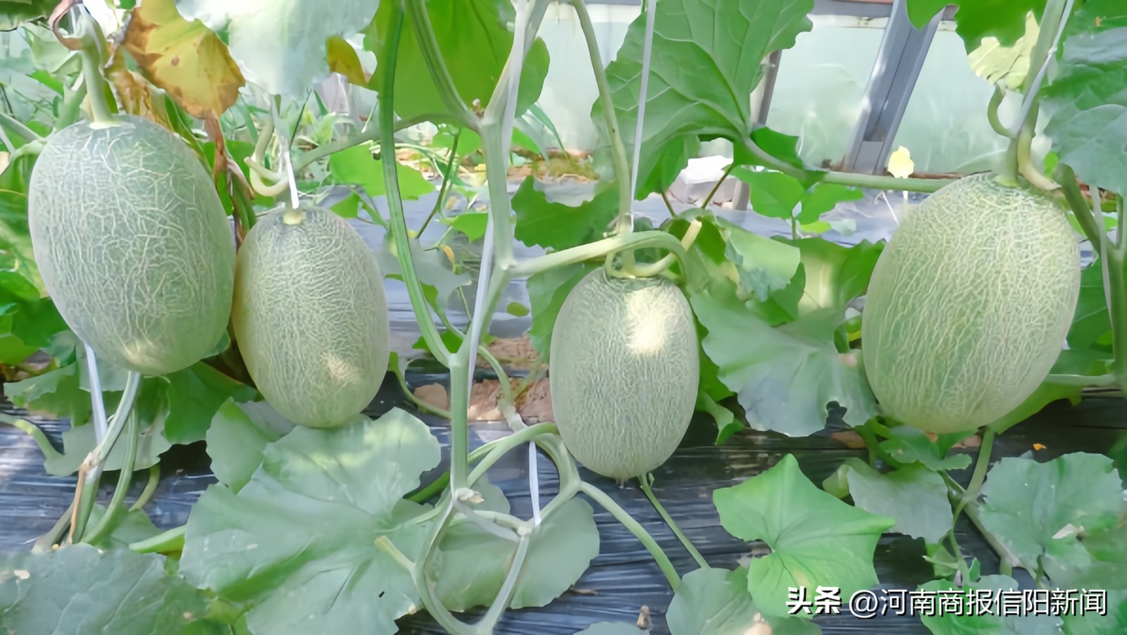 信阳生态采摘休闲农业观光,沉浸式采摘哈密瓜