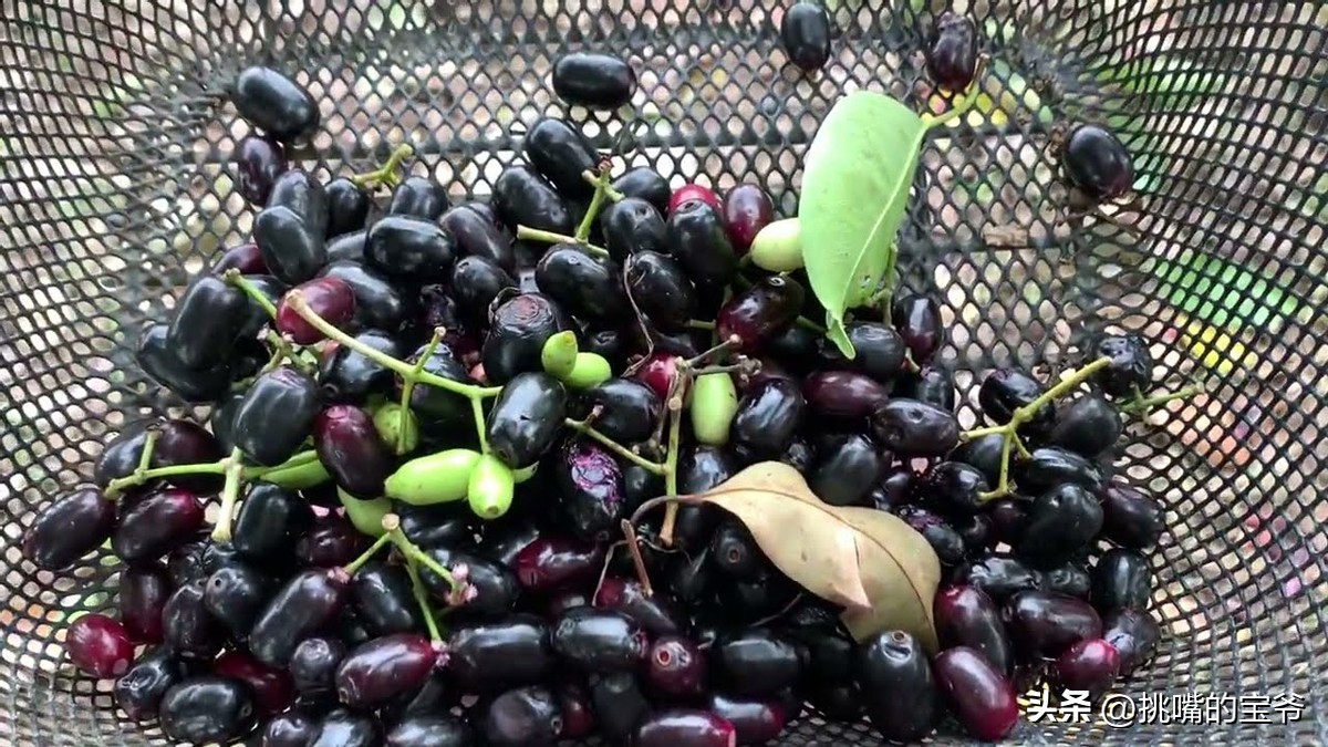 华人占五分之一的马来西亚,水果不止榴莲一种,奇珍异果飘香全年