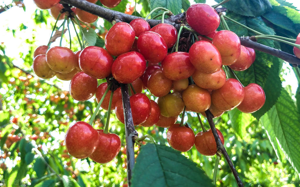 写红和绿的古诗词,古诗中的红绿配