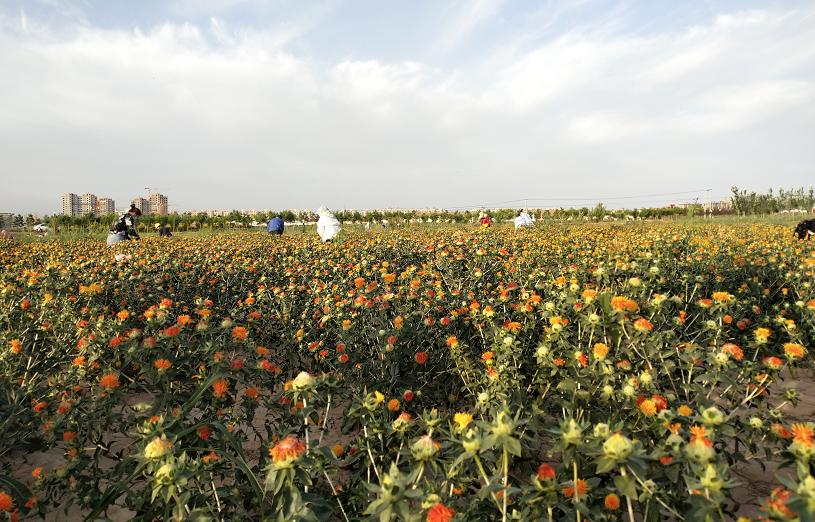 今年红花什么时候采摘,红花夏季最佳采摘时间